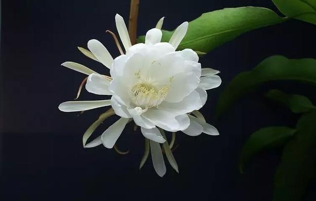 佛教知识优昙花在佛经中有何譬喻你了解吗