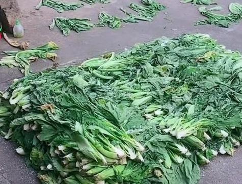 在农村看到这样用脚踩出来的酸菜,网友:敢吃的是吃货!_青菜