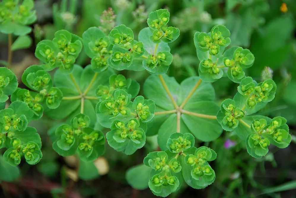 每日一花 | 泽漆:大戟科草本植物,有毒,全草可入药