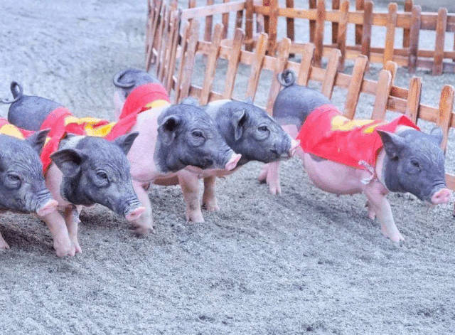 古蔺这个景区要"搞大事",有肉吃哦!