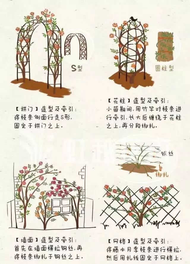 新技术新材料月季冬季修剪技术要点