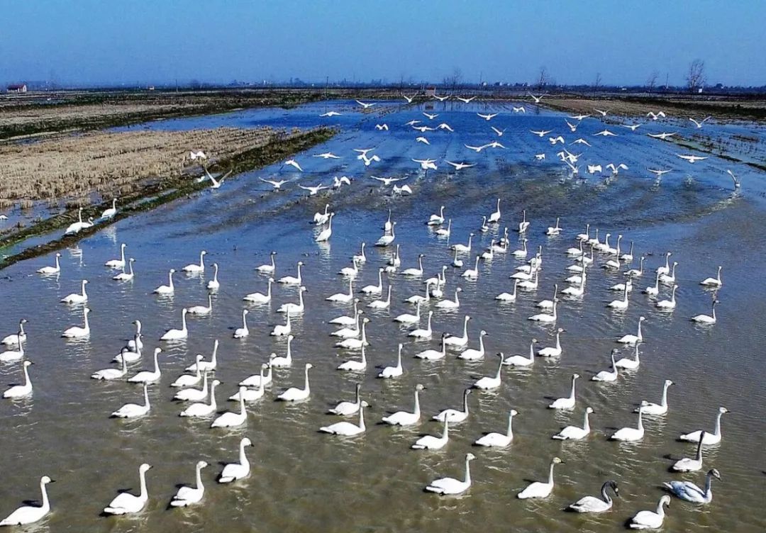 黄梅县龙感湖——破译人鸟和谐的"生态密码"!