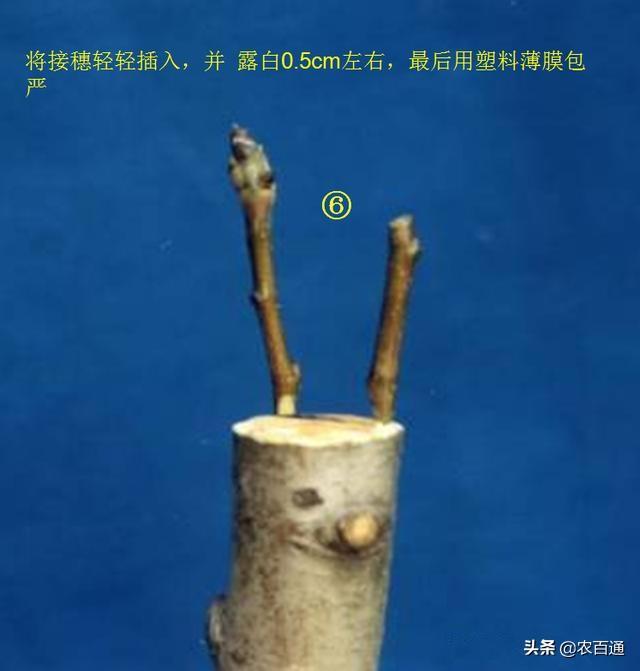 果树"插皮嫁接"图示及技术介绍