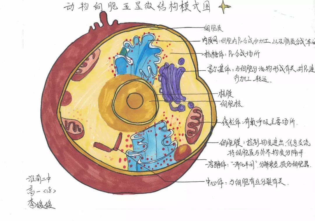 病毒细胞结构图手绘图片