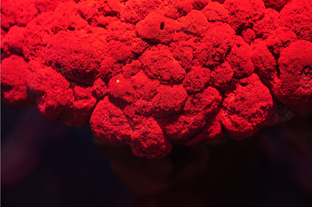 珊瑚红渐变壁纸图片