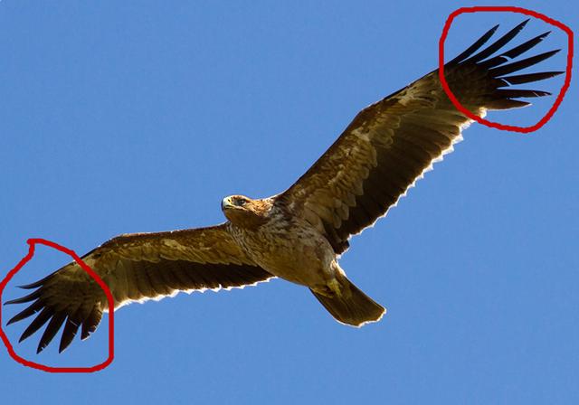 原创你嘴中的老鹰也许不是它真名鹰族常见的3类成员区别你可知