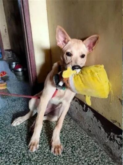 拉布拉多犬去世後養了一隻新拉拉，怎料華麗變身成了串串… 寵物 第4張