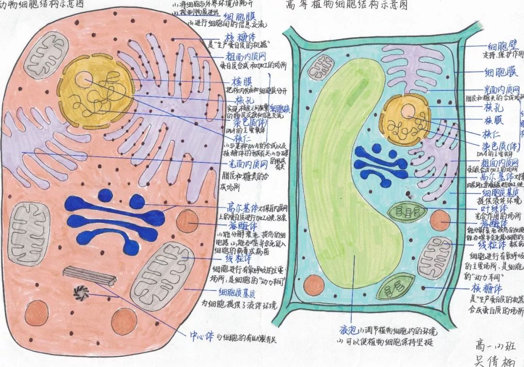 细胞核简图手绘图片
