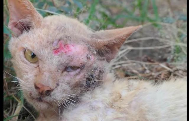 原创猫咪出车祸被撞成重伤,但它却苦苦支撑着,只为见老爷爷最后一面