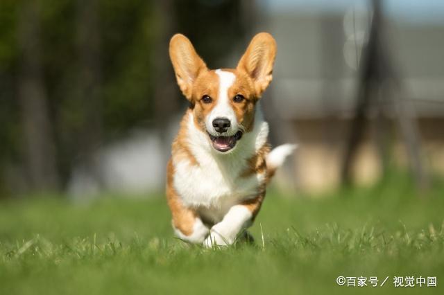 柯基犬雖然可愛但得知它的缺點之後突然有點慶幸沒養了