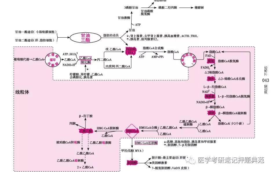 不要吴在望超级思维导图提高复习效率,每年狂赠数万册吴在望西综好记