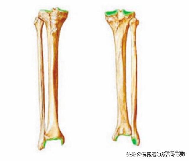 人腿骨头图片