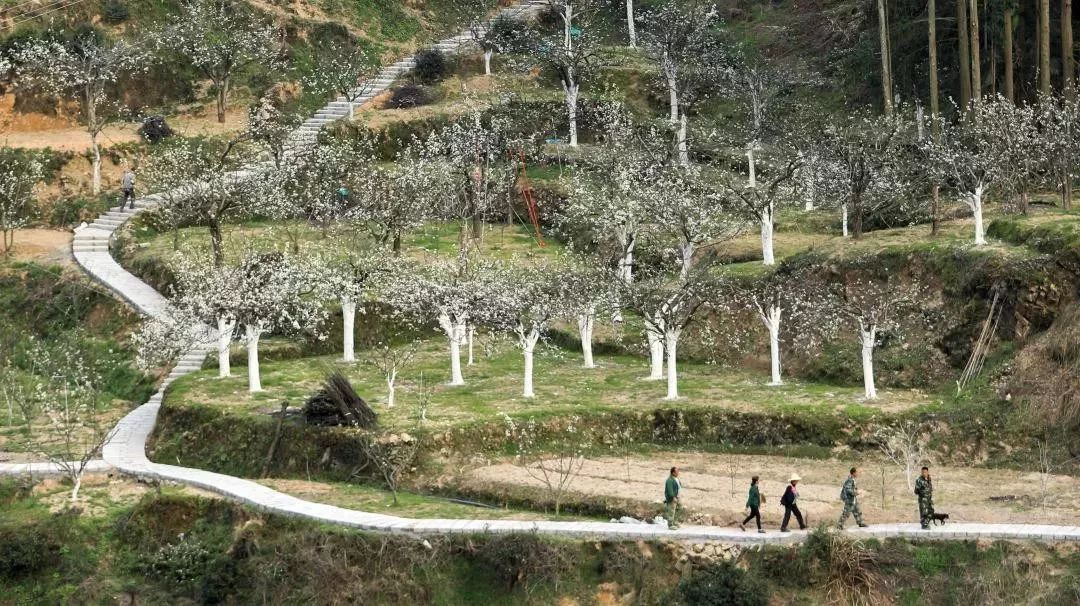 云和县省级景区村庄 有你们村吗?_苏坑村