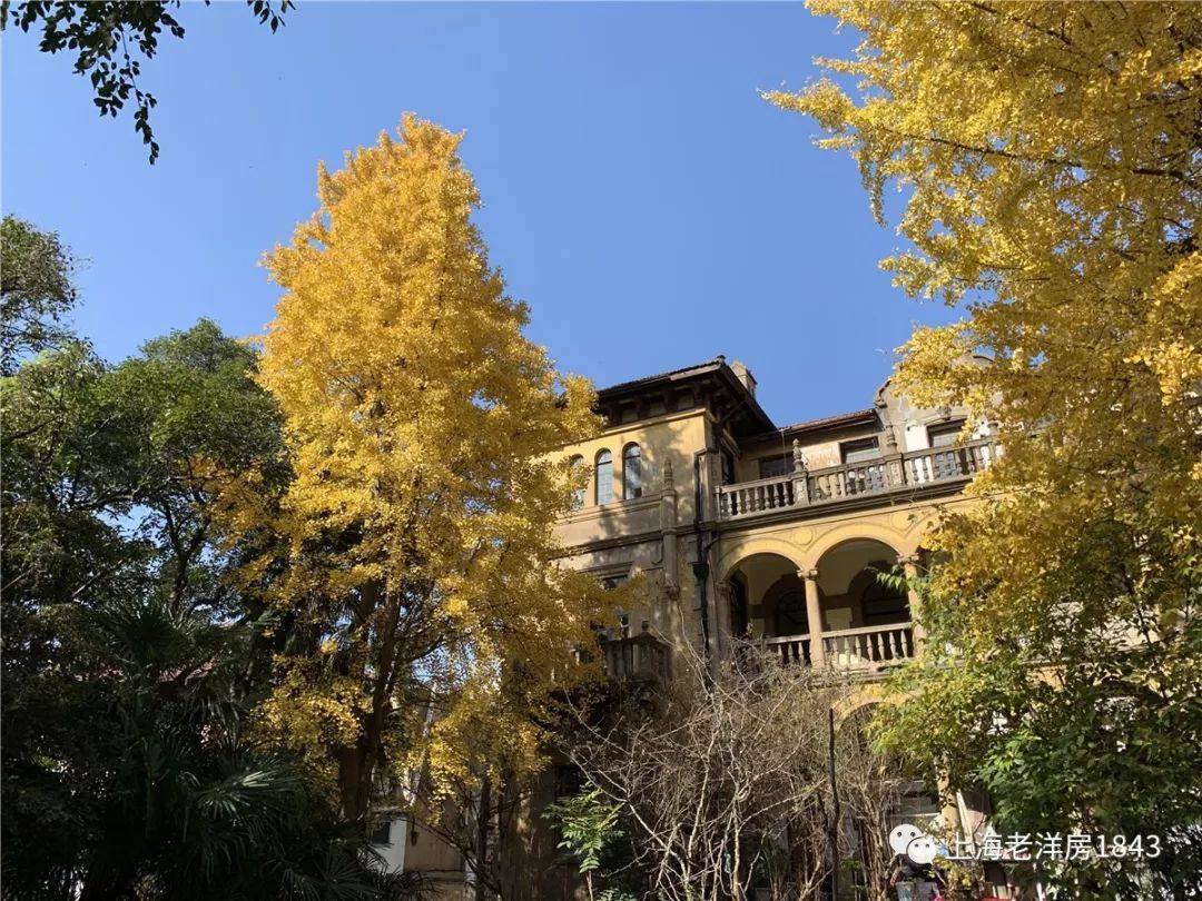 梧桐树下时光记忆宁静美丽的香山路6号