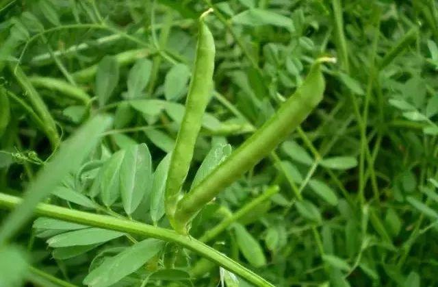 小麥田雜草圖譜及化學除草技術,麥田6大禾本科雜草_防治