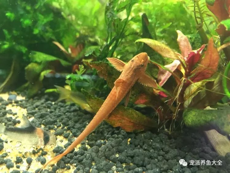 每日一鱼 | 红蜻蜓直升机:脸部两侧的毛刷较长