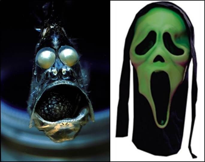 鱼fish和恐怖主角关系甚密你知道吗