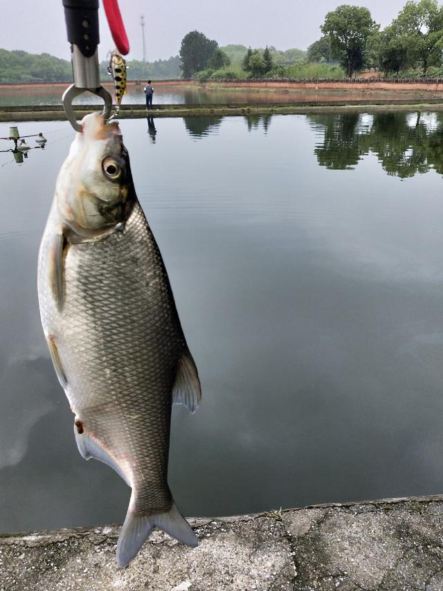 路亚最常见几种鲌类的区别,钓友能分清吗?