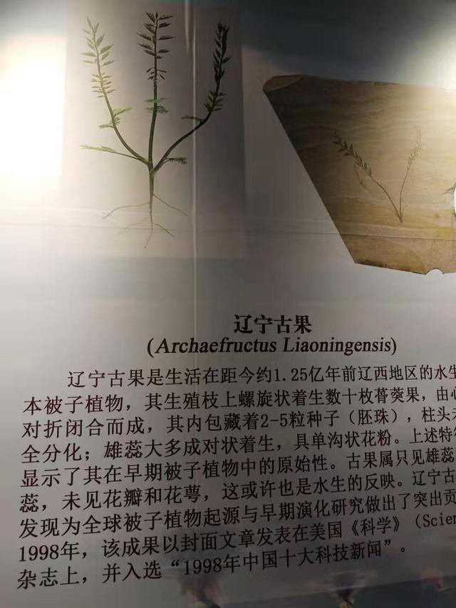 迄今世界最早的花在我们辽宁这个城市发现_古果