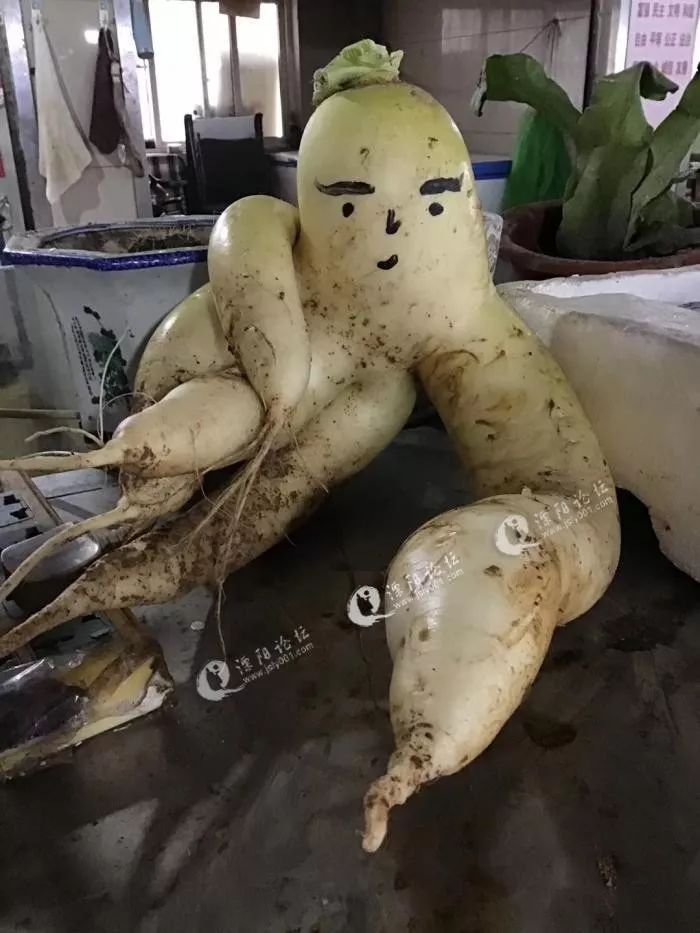 一座小山上竟然长出了萝卜精?