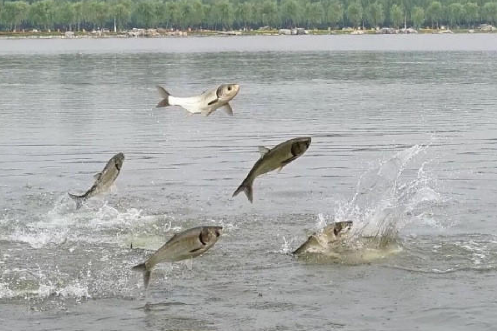 地震来临前池塘里的鱼出现异常反应镜头记录全过程