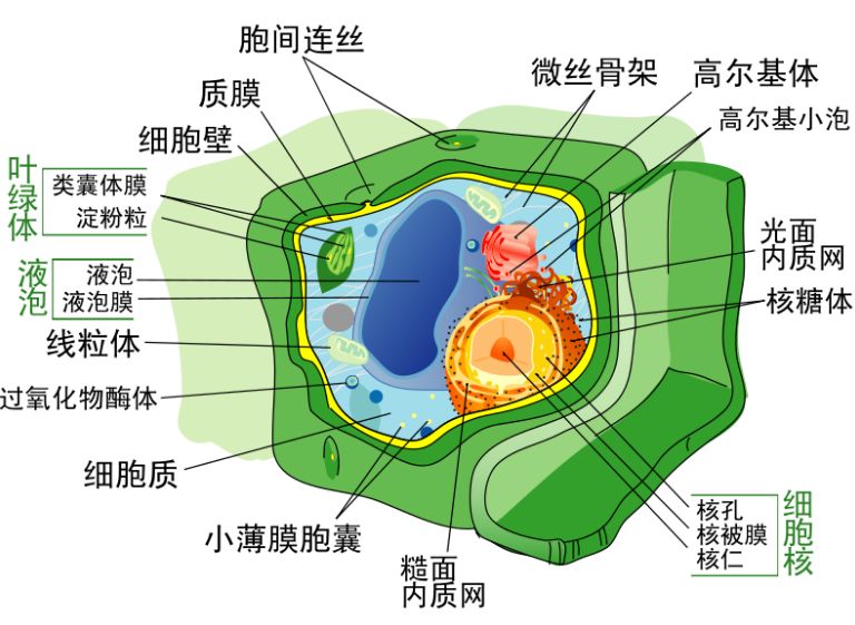 含羞草图片结构图图片