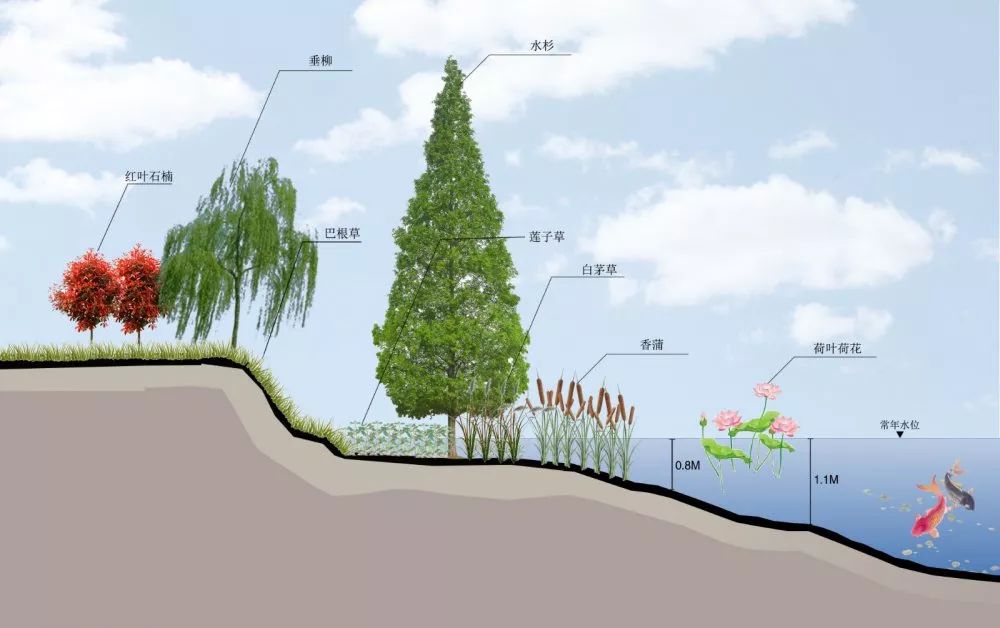 03.湿地退化,动物栖息地减少.02.岸线破败,水生植物生长受限.