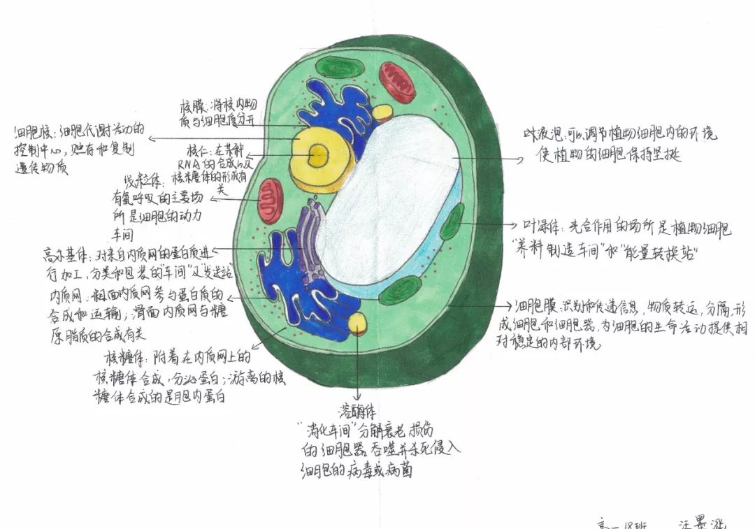 八种细胞器手绘图图片