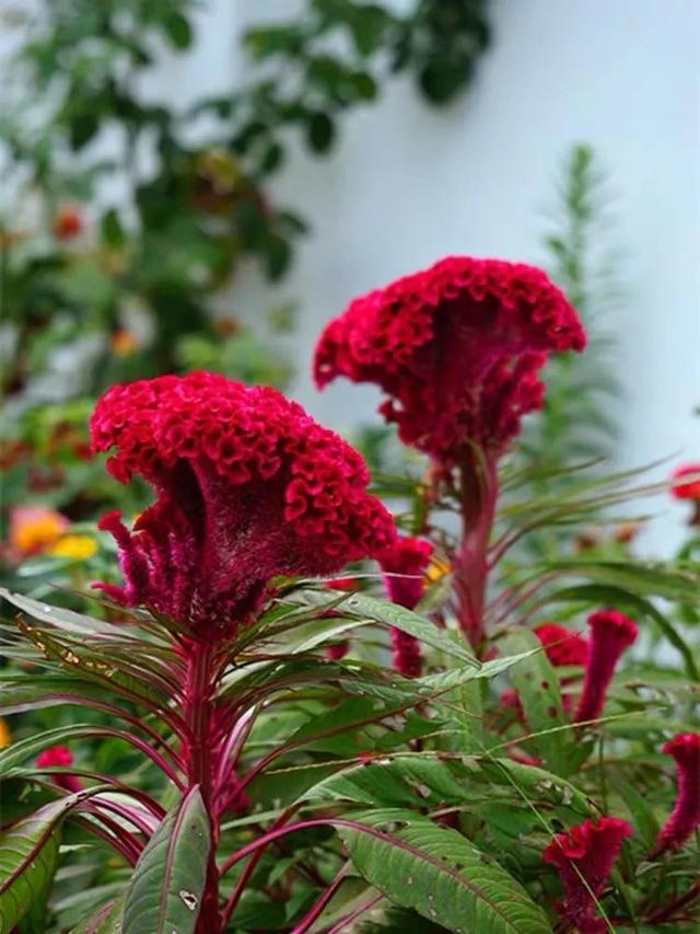 家里养七种毛绒绒的植物乖萌又有趣满满的少女心