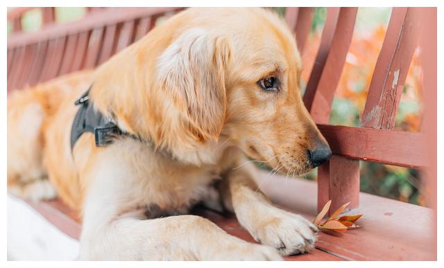 狗狗犯錯後委屈的表情,真的是在愧疚嗎?並不是