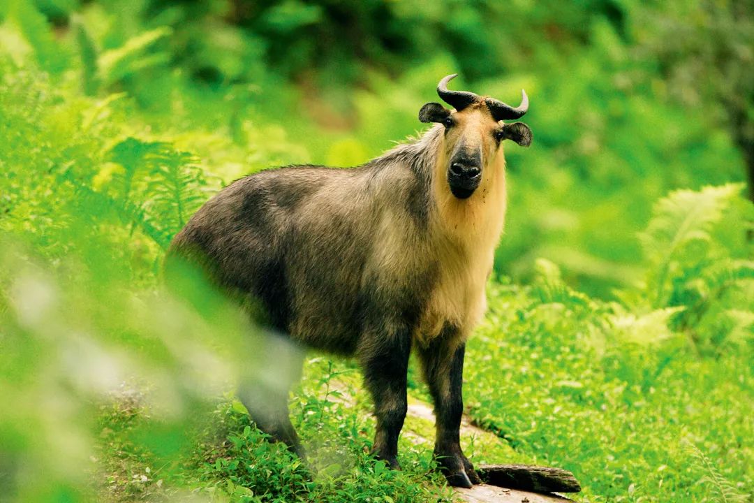 雅安看点为何雅安频频上中国国家地理