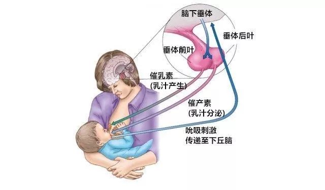 母乳产生和分泌与激素有关,其中最重要的两个是催乳素和催产素