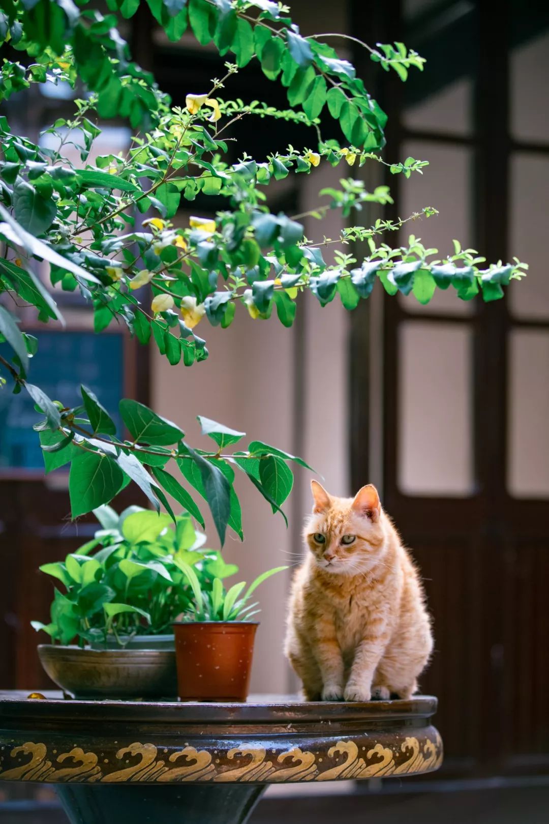 苏州西园寺里的猫图片