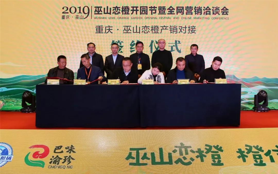 【社会事业】9万吨巫山恋橙找到"婆家"