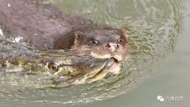 凶猛的海狼鱼,遇到天敌水獭的袭击,像狼牙般锋利尖牙却无法施展