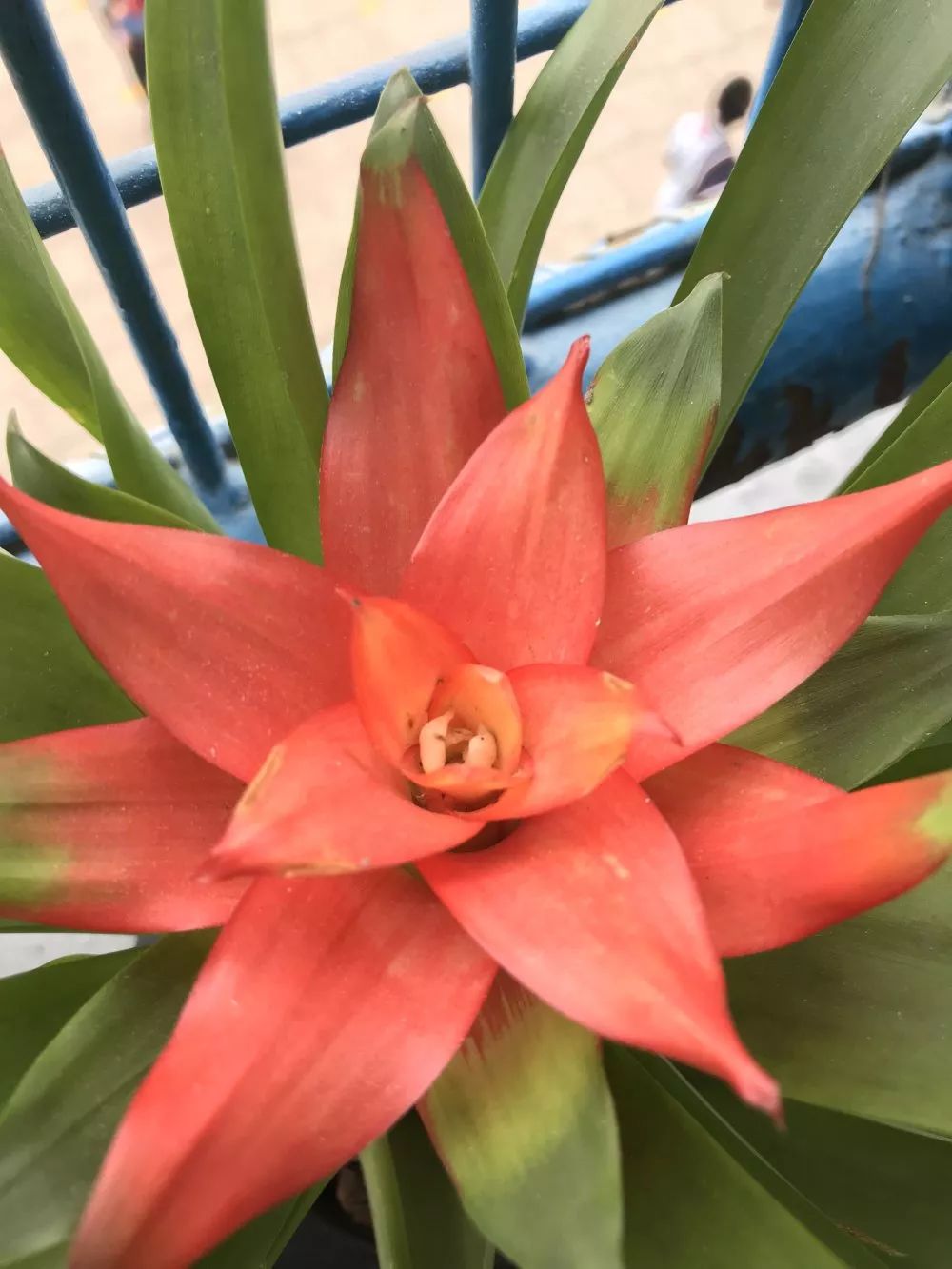 水塔花的花语:幸福就在你身边叶中有花,花边围叶,水塔花开花后给人一