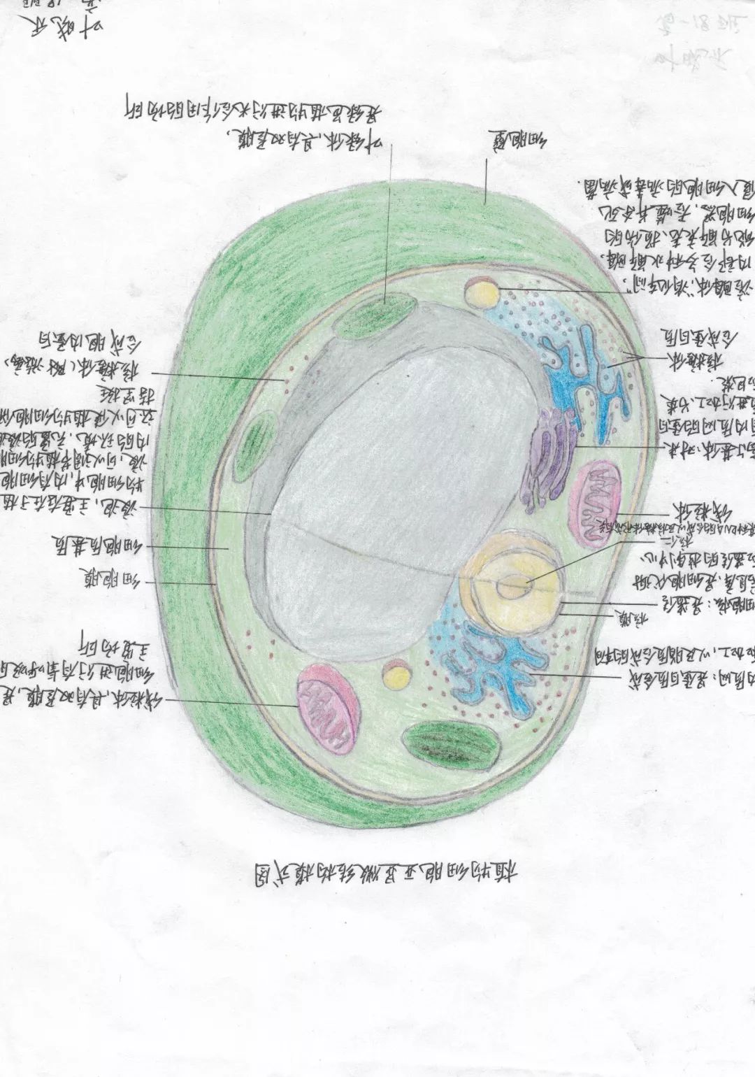 梨细胞手绘图图片