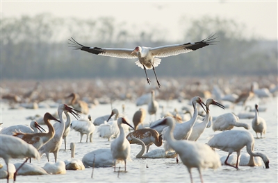 世界上最大的白鹤图片