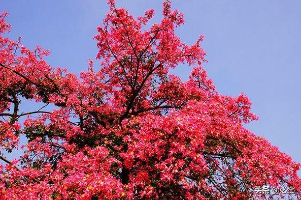 蒲桃,广玉兰,鹅掌楸,梧桐,深山含笑,雪松,铁力木,蝴蝶果,木棉,枫香