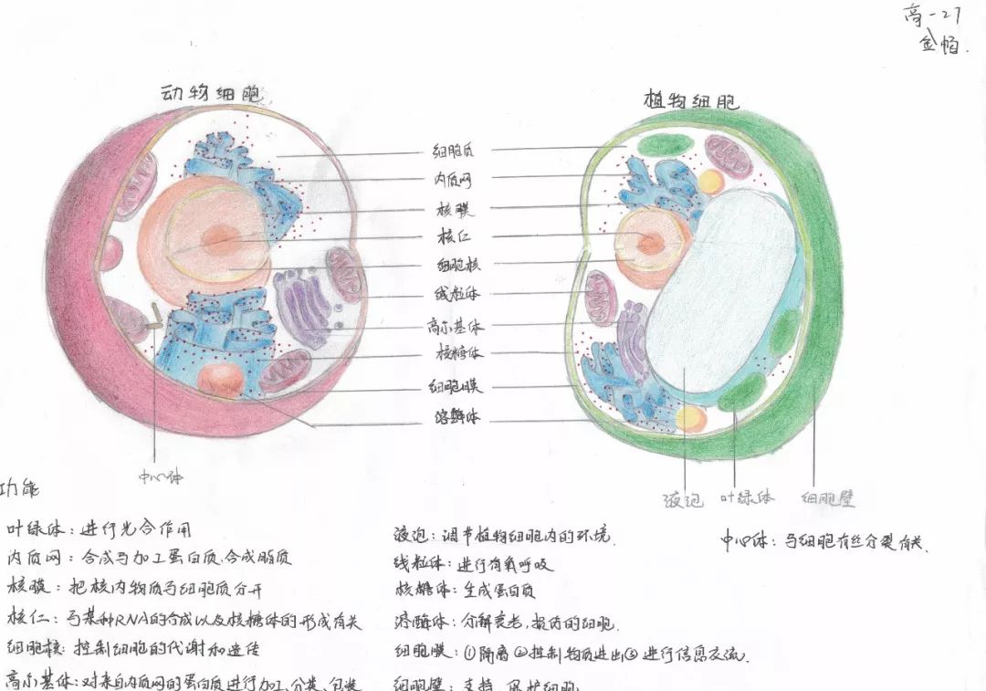 专业精美而且萌萌哒淮南二中2022届细胞结构手绘大赛优秀作品展