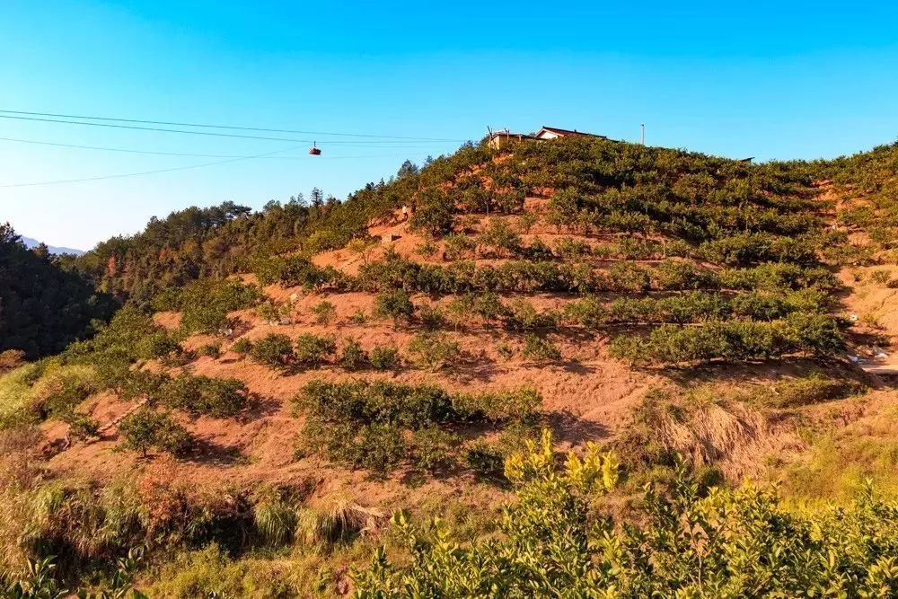 云和甜桔柚采摘地点白龙山街道山门村 云和白龙山果蔬专业合作社 练良