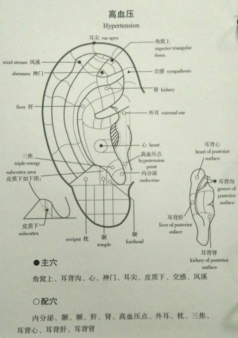 耳部肾上腺位置图图片