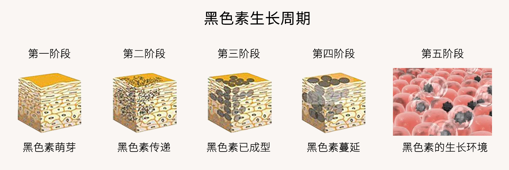 天生皮肤黑的人还可以变白吗?_黑色素