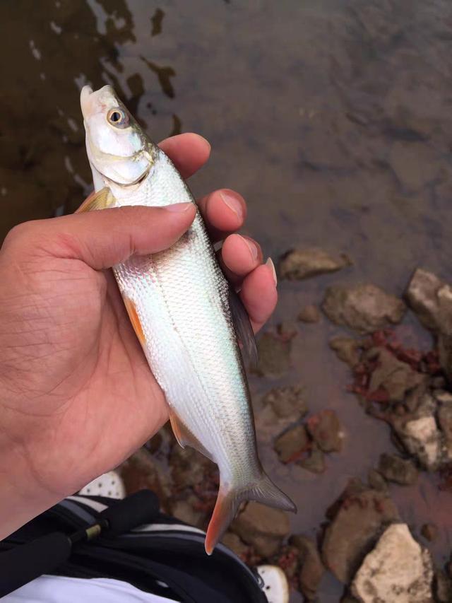 红鳍鲌鱼图片