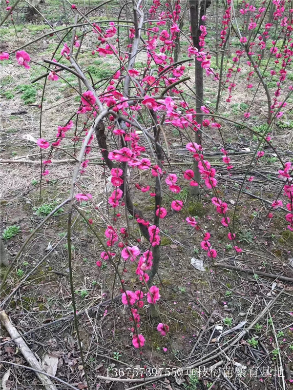 锦红垂枝梅苗的品种介绍以及如何整形修剪