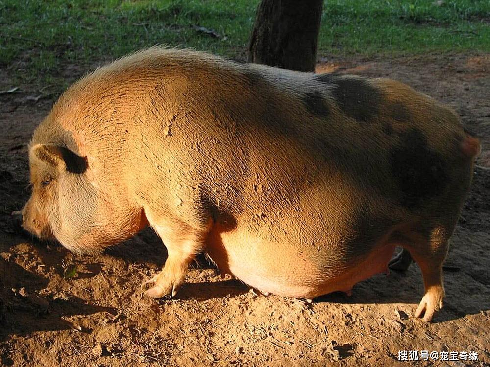下面的这些照片展示了不同动物怀孕末期的状态