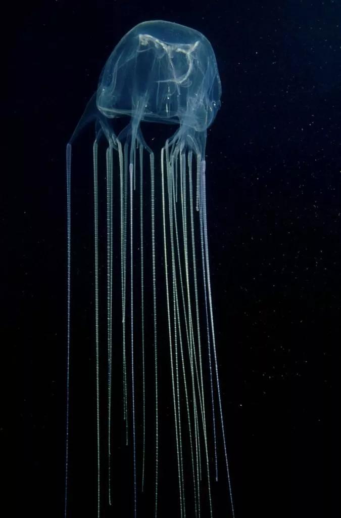 澳洲箱型水母触手长度/来源:facebook刺细胞本身的速度非常快