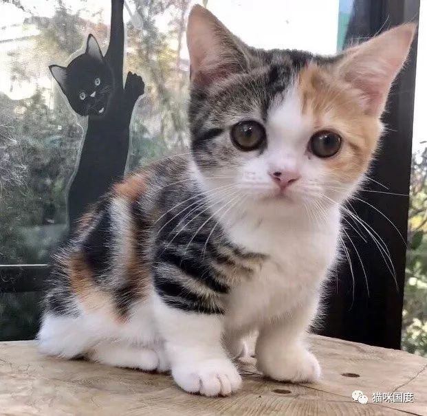 铲屎官家的小三花猫好可爱
