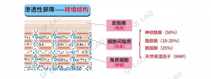 1983年美国学者 elias pm提出了著名的皮肤天然屏障"砖墙学说—皮肤