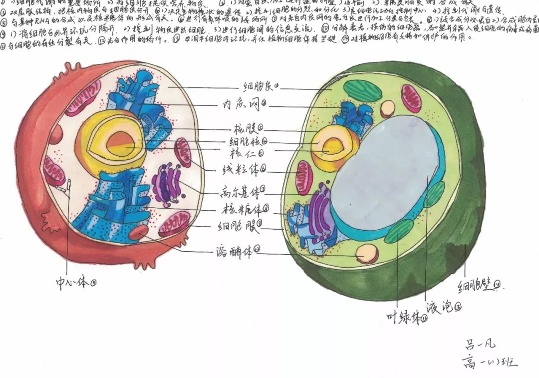 朗格汉斯细胞手绘图图片